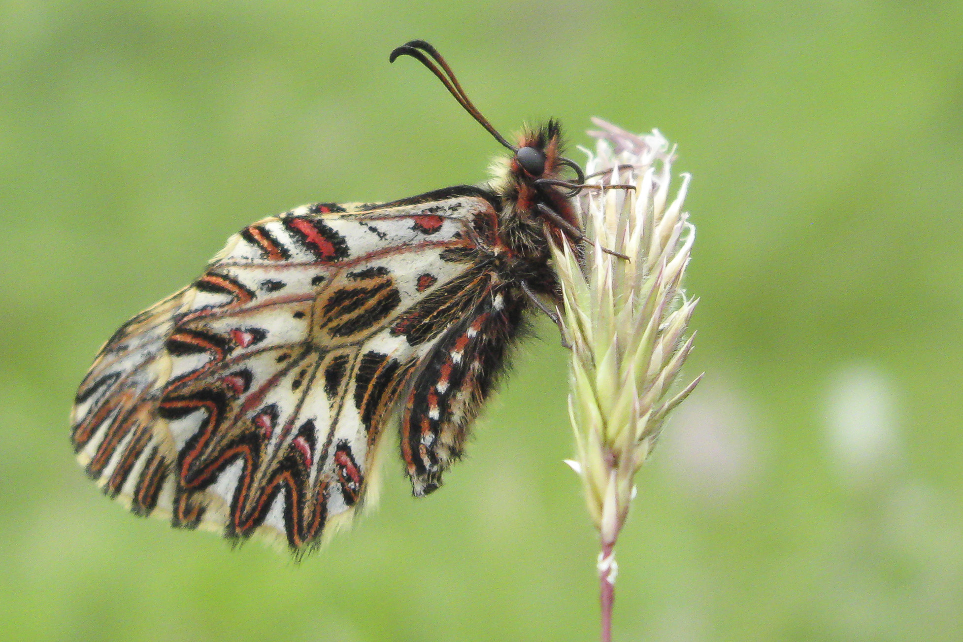 Italiaanse Pijpbloemvlinder  - Zerynthia cassandra